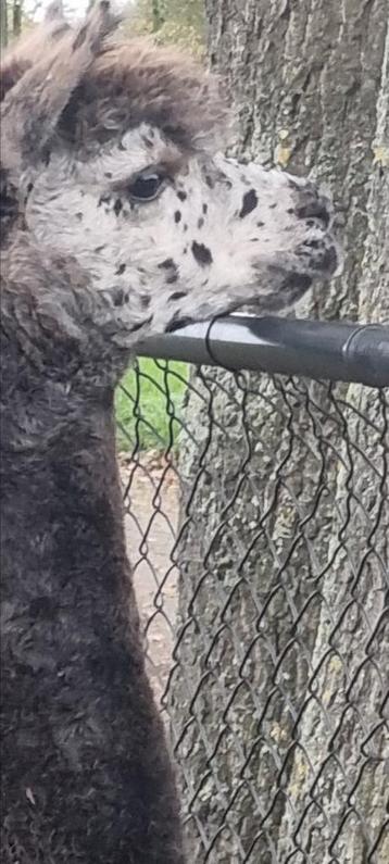 Alpaca dekhengst Grey harlekijn/appaloosa  beschikbaar voor biedingen