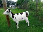 mooie bonte bok, Dieren en Toebehoren, Schapen, Geiten en Varkens, Mannelijk, Geit, 0 tot 2 jaar