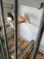 Te koop koppel Kanaries, Dieren en Toebehoren, Vogels | Kanaries, Meerdere dieren, Kleurkanarie