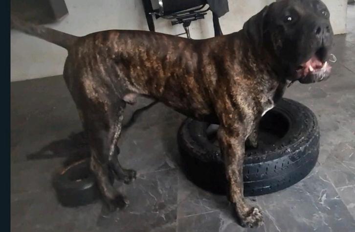 Presa canario bully xl bandog pitbull pitbull xl dekreu, Dieren en Toebehoren, Honden | Dekreuen, Reu, Particulier, Eén hond, Nederland