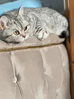 Britse korthaar poes BKH, Dieren en Toebehoren, Katten en Kittens | Raskatten | Korthaar, Poes, Ontwormd