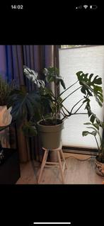 Monstera, Huis en Inrichting, Ophalen of Verzenden, Overige soorten, 100 tot 150 cm