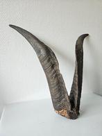 Gave hoorns voor aan de muur, Ophalen of Verzenden, Zo goed als nieuw, Opgezet dier