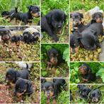 Toyjacks, Dieren en Toebehoren, Honden | Jack Russells en Terriërs, Jack Russell Terriër, Reu, Meerdere, Nederland