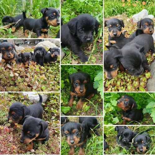 Toyjacks, Dieren en Toebehoren, Honden | Jack Russells en Terriërs, Reu, Jack Russell Terriër, Particulier, Meerdere, Nederland