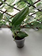 Monstera standleyana "variegata ", Huis en Inrichting, Kamerplanten, Verzenden, Overige soorten, Minder dan 100 cm