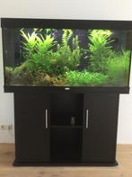 Aquarium Juwel Rio 240, Dieren en Toebehoren, Ophalen, Gebruikt, Verlichting of Verwarming