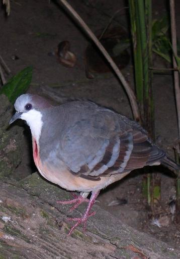 Gevraagd duiven o.a dolksteek  en olijf duiven beschikbaar voor biedingen