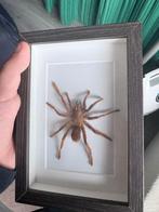 Vogelspin, Dieren en Toebehoren, Insecten en Spinnen