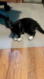 Kitten, Dieren en Toebehoren, Katten en Kittens | Overige Katten, Poes, 0 tot 2 jaar