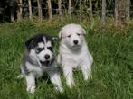 Pomsky pups, Dieren en Toebehoren, Nederland, CDV (hondenziekte), 8 tot 15 weken, Poolhond