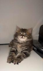 Langharige Maine coon X Ragdoll, Poes