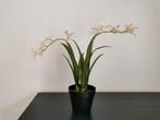 Ikea orchidee, Ophalen of Verzenden, Nieuw