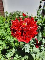 Zaad rode papaver, Ophalen of Verzenden, Voorjaar, Volle zon, Zaad
