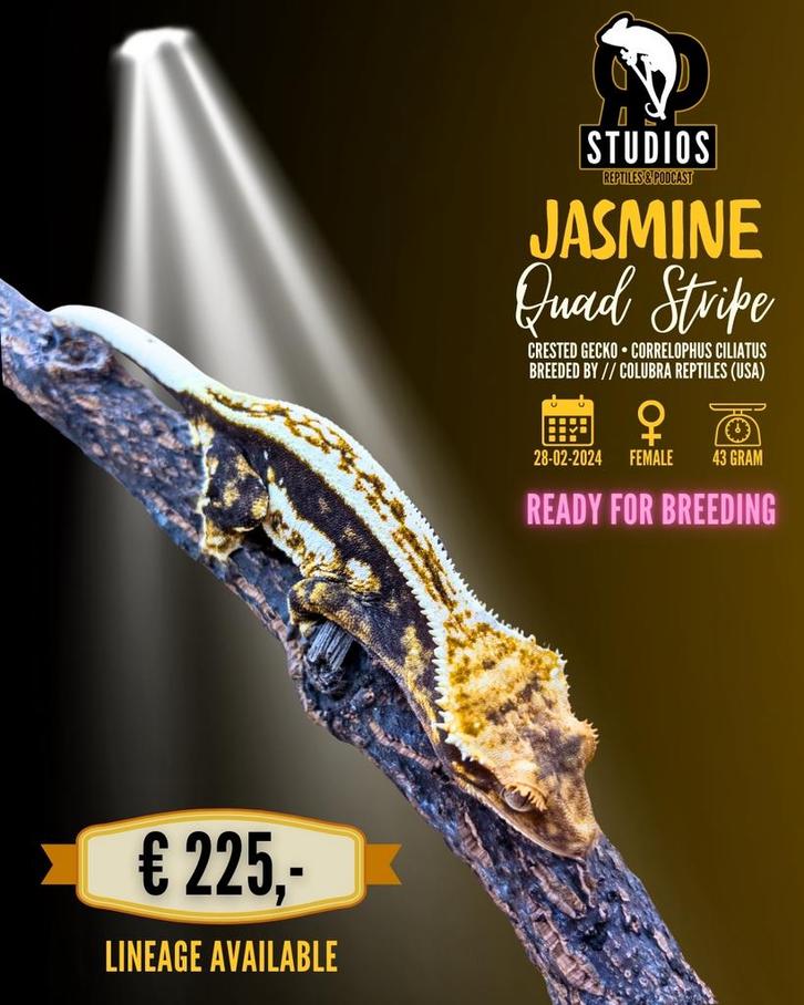 Wimper gekko vrouw (quadstripe)