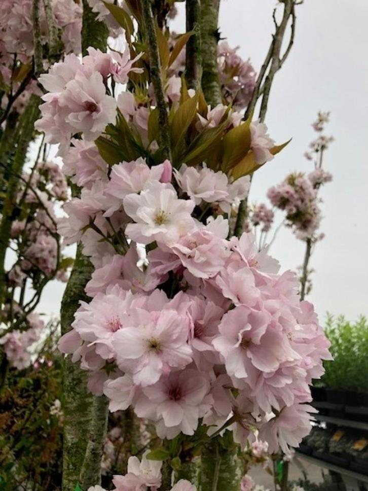 Zuil Sierkers, Prunus serrulata 'Amanogawa' in 4 maten!, Tuin en Terras, Planten | Bomen, Zuilboom, 250 tot 400 cm, Halfschaduw