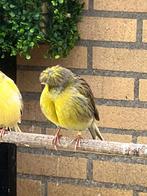 Gloster man met kuif van 2025, Dieren en Toebehoren, Mannelijk, Postuurkanarie