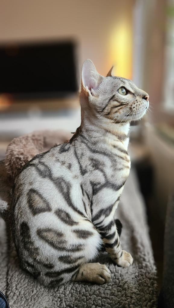 Lieve en prachtige zilverbengaal Jaxx, Dieren en Toebehoren, Katten en Kittens | Raskatten | Korthaar, Kater, 3 tot 5 jaar, Met stamboom