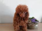 Te koop teacup poedel pup bijzonder klein!, Dieren en Toebehoren, Poedel, België, Particulier, Rabiës (hondsdolheid)