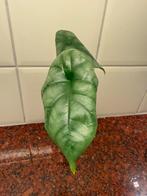 Alocasia silver dragon (2), Huis en Inrichting, Kamerplanten, Ophalen of Verzenden, Halfschaduw, Minder dan 100 cm