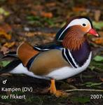 Verschillende soorten Siereenden en sierganzen, Dieren en Toebehoren, Meerdere dieren, Eend