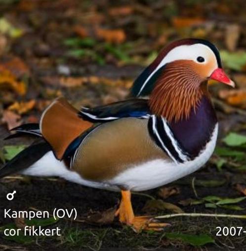 Verschillende soorten Siereenden en sierganzen, Dieren en Toebehoren, Pluimvee, Eend, Meerdere dieren