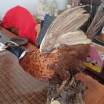 Fazant, Dieren en Toebehoren, Tropenvogel