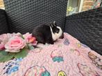 Super mooi koppeltje Mini kleurdwergjes, Dieren en Toebehoren, Meerdere dieren, Dwerg, 0 tot 2 jaar