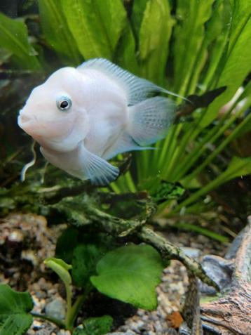 Mooi koppel parrot pearl white beschikbaar voor biedingen