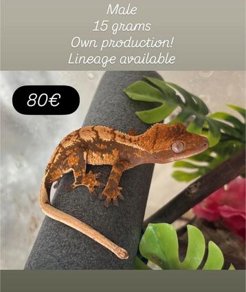 Extreme harlequin wimpergekko man beschikbaar voor biedingen
