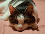 Lieve gecastreerde kater zoekt fijn huisje, Dieren en Toebehoren, Katten en Kittens | Overige Katten, Kater, Kortharig, 3 tot 5 jaar
