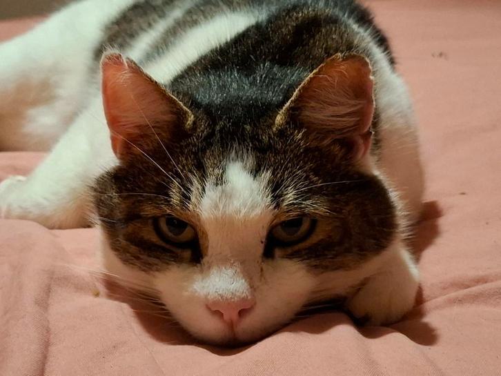 Lieve gecastreerde kater zoekt fijn huisje, Dieren en Toebehoren, Katten en Kittens | Overige Katten, Kortharig, Kater, 3 tot 5 jaar