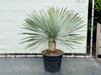 Palmboom - Yucca Rostrata - Stamhoogte 20-30 cm, In pot, Zomer, Volle zon, Ophalen of Verzenden