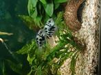 Bleu parot's, Dieren en Toebehoren, Vis