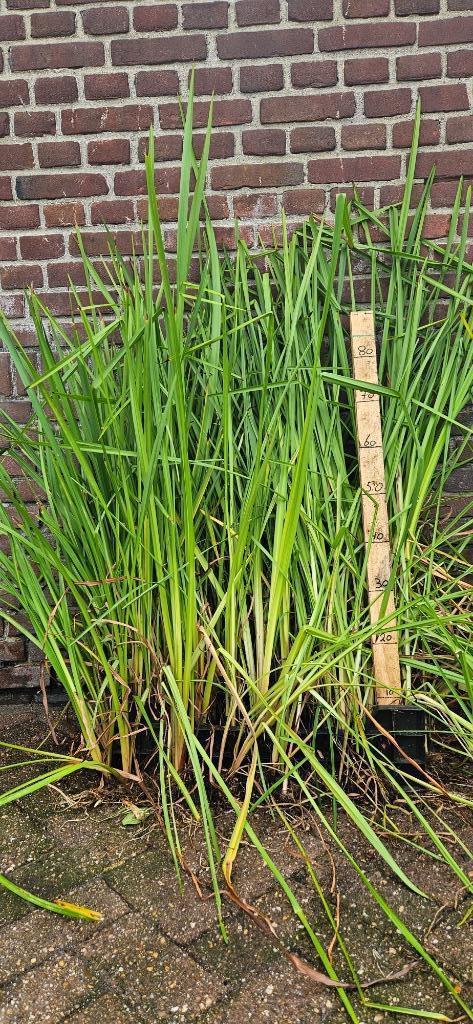 Sparganium ercetum Egelskop moeras water plant, Tuin en Terras, Planten | Tuinplanten, Vaste plant, Vijverplanten, Halfschaduw