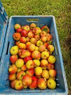 Goudreinet 2e klas voor sap of cider, Ophalen