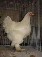 Grote Brahma haan - Grote Orpington haan - Grote hanen......, Dieren en Toebehoren, Pluimvee, Vrouwelijk, Kip