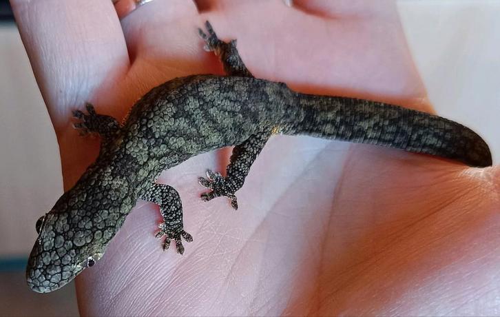 Eurydactylodes Vieillardi vrouw Papaya, Dieren en Toebehoren, Reptielen en Amfibieën, Hagedis, 3 tot 6 jaar