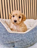 Prachtige boomer x toy poedel pups, Parvo, Nederland, Overige rassen, 8 tot 15 weken