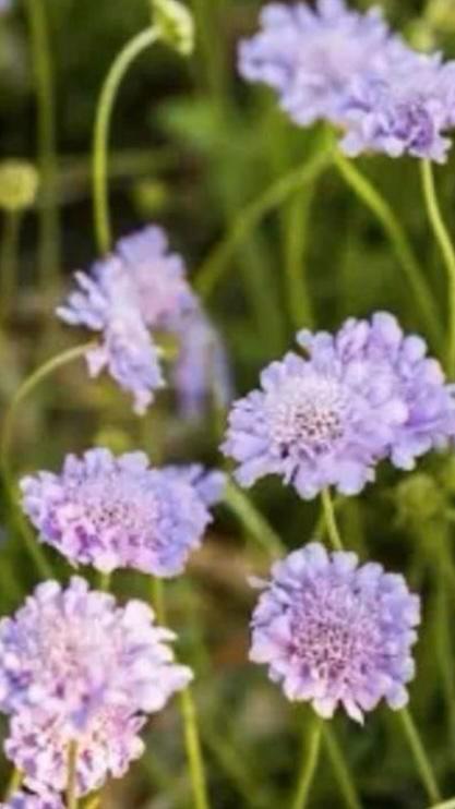 zakje zaden van Scabiosa columbaria . Duifkruid, Tuin en Terras, Bloembollen en Zaden, Volle zon, Ophalen of Verzenden