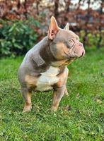 🥰schitterende DEKREU isabella & tan franse bulldog Sjors 🥰, Dieren en Toebehoren, Honden | Dekreuen, Particulier, Rabiës (hondsdolheid)