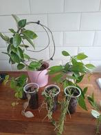 Hoya pakket, Huis en Inrichting, Kamerplanten, Ophalen, Overige soorten, Minder dan 100 cm