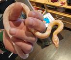 Witte rattenslang, Dieren en Toebehoren, Slang, Tam, 0 tot 2 jaar