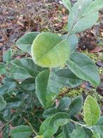 Feijoa sellowiana	(Ananasguave) 40-60 cm, Tuin en Terras, Ophalen, Eenjarig, Overige soorten, Halfschaduw