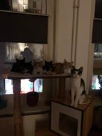 Kittens verschillende kleuren, Dieren en Toebehoren, Katten en Kittens | Raskatten | Korthaar, Poes