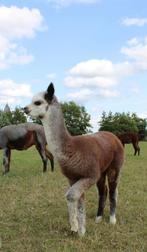Prachtig hengst veulen van 2025, April, Mannelijk