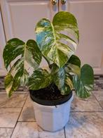 Monstera Albo Variegata - 35cm - Veel Variegata, Huis en Inrichting, Kamerplanten, Overige soorten, In pot, Minder dan 100 cm