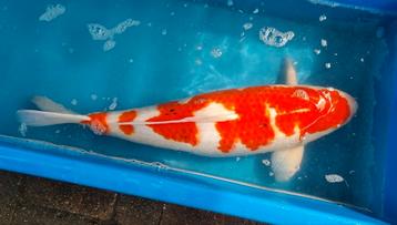 Kohaku 73cm Marudo. Koi  beschikbaar voor biedingen