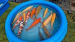 Meerdere Koi te koop alles mag weg!!, Dieren en Toebehoren, Karper of Koi
