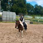 7 jarige Dpony, Dieren en Toebehoren, Pony's, Merrie
